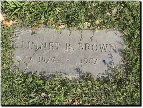 Brown, Linnet.JPG